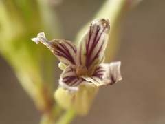 Caulanthus heterophyllus