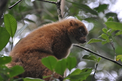 Red-Bellied Lemur photo 5