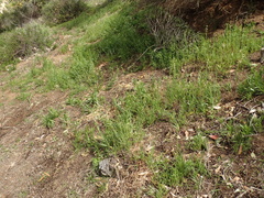 Caulanthus heterophyllus