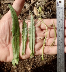 Caulanthus heterophyllus