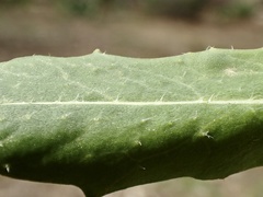 Caulanthus heterophyllus