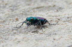 Cicindela splendida