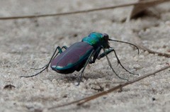 Cicindela splendida