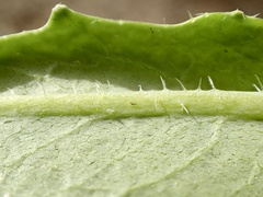 Caulanthus heterophyllus