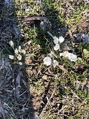 Crocus vernus