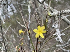 Jasminum nudiflorum