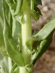 Caulanthus heterophyllus
