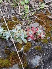 Sedum