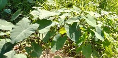 Alocasia macrorrhizos