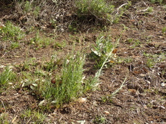 Caulanthus heterophyllus