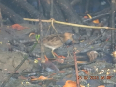 Gallinago gallinago