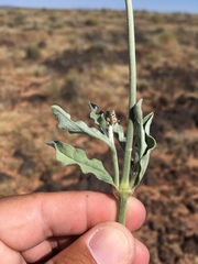 Froelichia arizonica