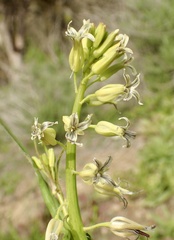 Caulanthus heterophyllus