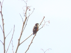 Chaetocercus mulsant