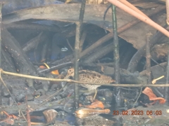 Gallinago gallinago