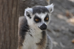 Lemur catta