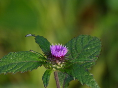 Phyllocephalum scabridum