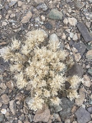 Dasyochloa pulchella