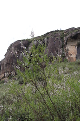 Syncolostemon