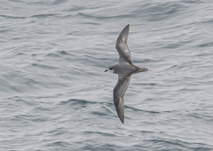 Pterodroma inexpectata