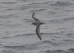 Pterodroma inexpectata