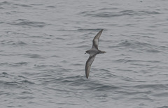 Pterodroma