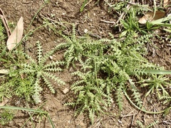 Emmenanthe penduliflora