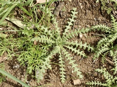 Emmenanthe penduliflora