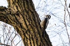 Picoides tridactylus tridactylus