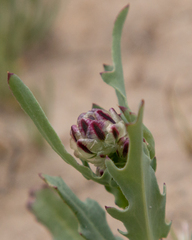Malacothrix coulteri