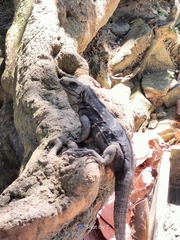 Ctenosaura oedirhina