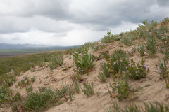 Malacothrix coulteri