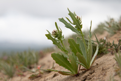 Malacothrix coulteri