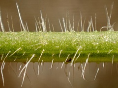 Cryptantha intermedia johnstonii