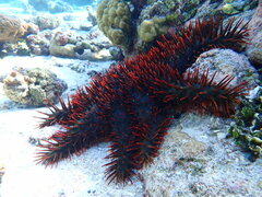 Acanthaster