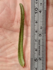 Cryptantha intermedia johnstonii