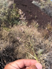 Cottea pappophoroides