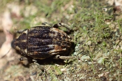 Psepholax