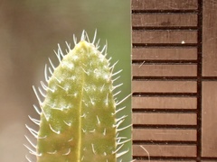 Cryptantha intermedia johnstonii