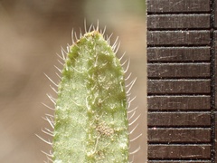 Cryptantha intermedia johnstonii