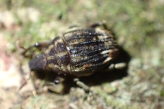 Psepholax