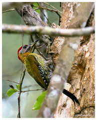 Picus vittatus