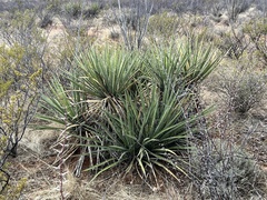 Yucca baccata