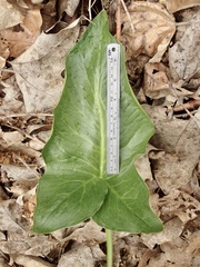 Arum italicum