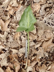 Arum italicum