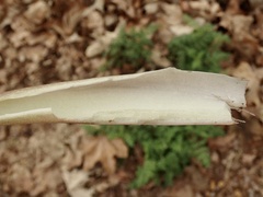 Arum italicum