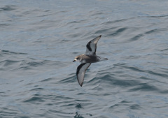 Pterodroma inexpectata