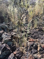 Cottea pappophoroides