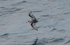 Pterodroma inexpectata