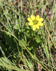Berlandiera subacaulis